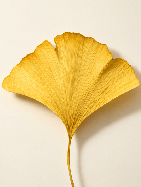 Antioxidant Ginkgo Gel Booster